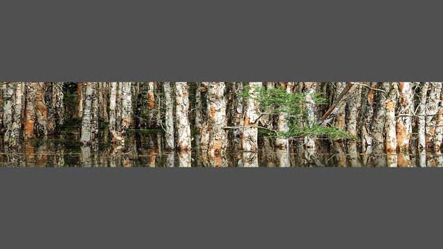 GraphXglass™ - Lake of Trees - Ready For Print - 700mm(h) x 3600mm(w) - Printed Kitchen Glass Splashbacks - Geelong Splashbacks.com.au